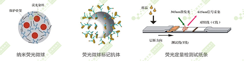 伏馬菌素熒光定量快速檢測卡 伏馬菌素熒光定量快速檢測卡