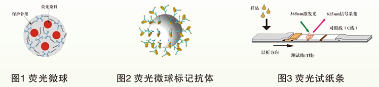 黃曲霉毒素B1熒光定量快速檢測(cè)卡 黃曲霉毒素B1熒光定量快速檢測(cè)卡